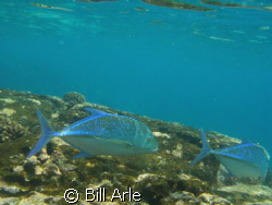 Big Island, Hawaii
Olympus SP350 by Bill Arle 